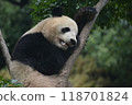 Panda in the zoo 118701824