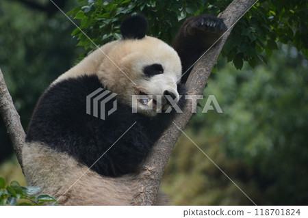 熊貓在動物園裡 118701824