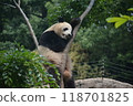 Panda in the zoo 118701825