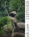 Panda in the zoo 118701826