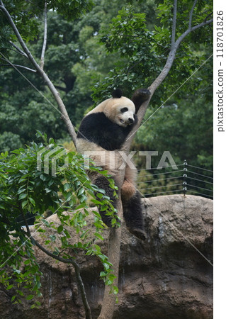 Panda in the zoo Panda in the zoo 118701826