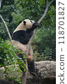 Panda in the zoo 118701827