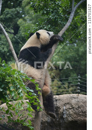 Panda in the zoo Panda in the zoo 118701827