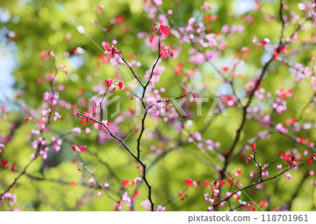 可愛的紫荊花 118701961