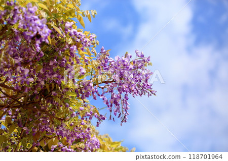 清新的紫藤花 清新的紫藤花 118701964