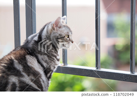 cat looking out from balcony cat looking out from balcony 118702049