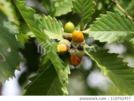Yellow colored acorns 118702457