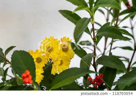 New Year's flowers displayed at the entrance 118703054