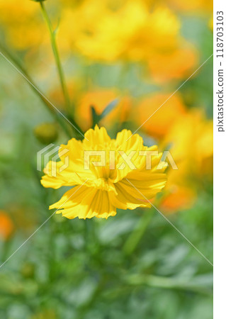 Cosmos flowers Cosmos flowers 118703103