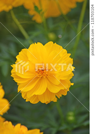 Cosmos flowers Cosmos flowers 118703104