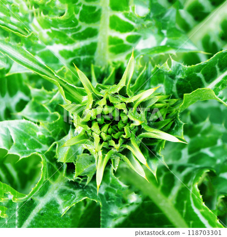 Green Milk thistle flower in the initial stage of flowering. Green Milk thistle flower in the initial stage of flowering. 118703301