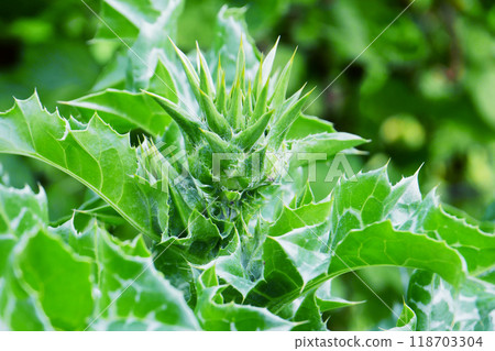 Close-up of prickly green thistle buds. Close-up of prickly green thistle buds. 118703304