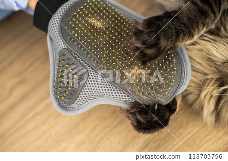 Closeup of woman combing fur Maine Coon cat with brush on the floor. Closeup of woman combing fur Maine Coon cat with brush on the floor. 118703796