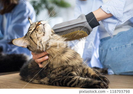 Closeup of woman combing fur Maine Coon cat with brush on the floor. Female taking care of pet Closeup of woman combing fur Maine Coon cat with brush on the floor. Female taking care of pet 118703798