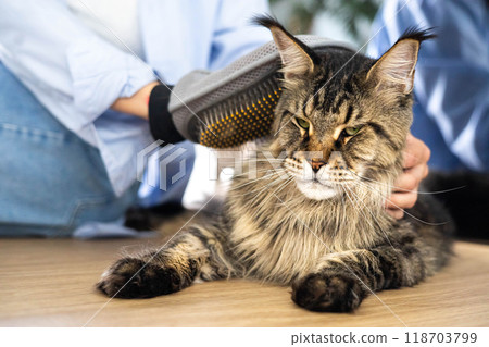 Closeup of woman combing fur Maine Coon cat with brush on the floor. Female taking care of pet Closeup of woman combing fur Maine Coon cat with brush on the floor. Female taking care of pet 118703799