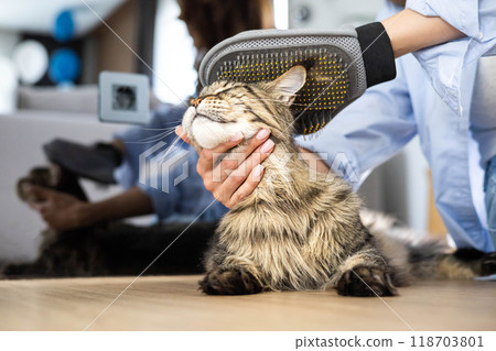 Closeup of woman combing fur Maine Coon cat with brush on the floor. Female taking care of pet Closeup of woman combing fur Maine Coon cat with brush on the floor. Female taking care of pet 118703801