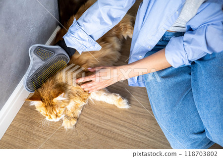 Closeup of woman combing fur Maine Coon cat with brush on the floor. Female taking care of pet Closeup of woman combing fur Maine Coon cat with brush on the floor. Female taking care of pet 118703802