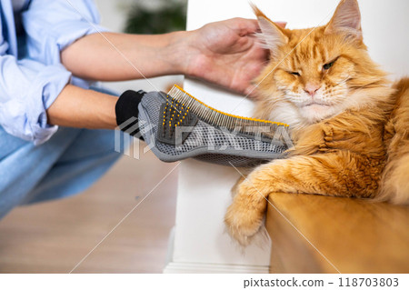 Closeup of woman combing fur Maine Coon cat with brush on the floor. Female taking care of pet Closeup of woman combing fur Maine Coon cat with brush on the floor. Female taking care of pet 118703803