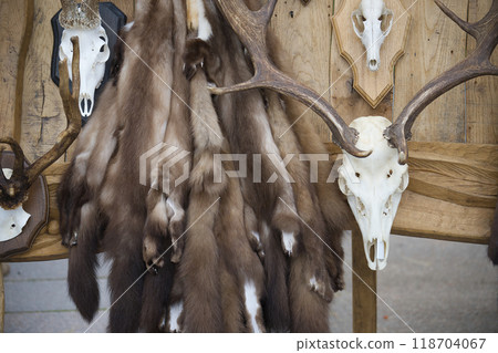 Rustic display animal furs and skulls on wooden background featuring antlers and taxidermy elements 118704067