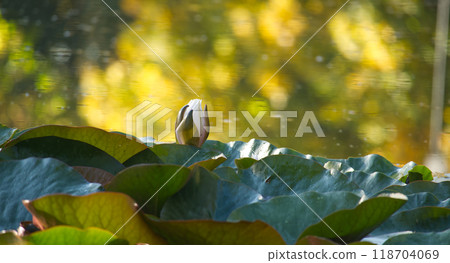 Serene water lily bud emerging from calm pond surrounded by lush green leaves under golden sunlight 118704069