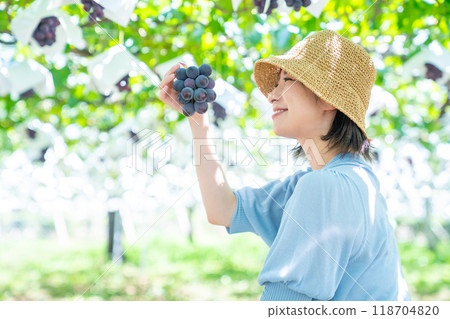 A woman picking grapes A woman picking fruit A woman picking grapes A woman picking fruit 118704820