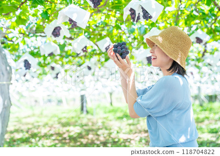 A woman picking grapes A woman picking fruit A woman picking grapes A woman picking fruit 118704822