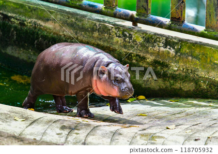 A female dwarf hippopotamus named "Moo Deng" in Khao Kheow Open Zoo in Chonburi Thailand 118705932