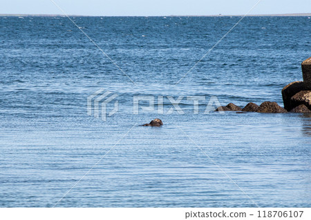 Cape Nosappu: Wild sea otters 118706107