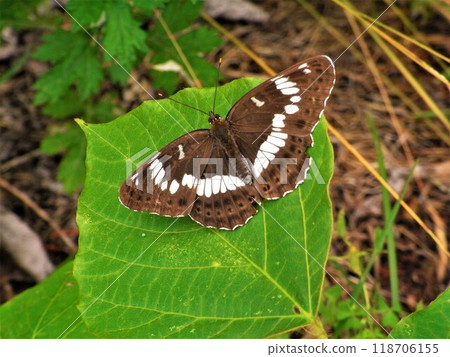 Asamaichimonobu Butterfly Nymphalidae Asamaichimonobu Butterfly Nymphalidae 118706155