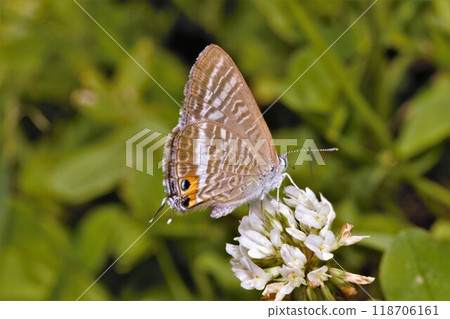 Uranami 淡水蝴蝶 Lycaensis 蝴蝶 Uranami 淡水蝴蝶 Lycaensis 蝴蝶 118706161