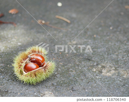 Chestnuts that fell to the ground Chestnuts that fell to the ground 118706340