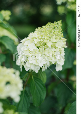 White flower of the paniculate hydrangea Polar Bear in full bloom 118706850