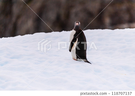 Gentoo on an Iceberg 118707137