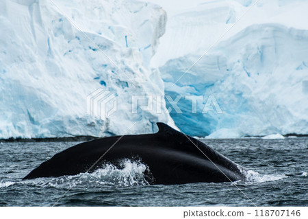 Close-up of the back and dorsal fin of a humpback whale 118707146