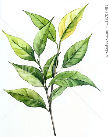 水彩茶葉 118707493