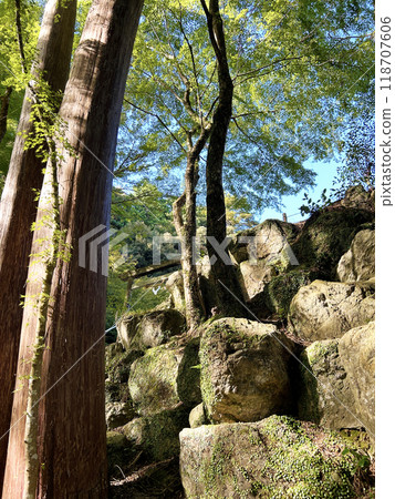 Mossy stone wall and ivy 118707606
