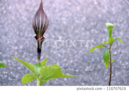 雪持莊與派珀 雪持莊與派珀 118707628