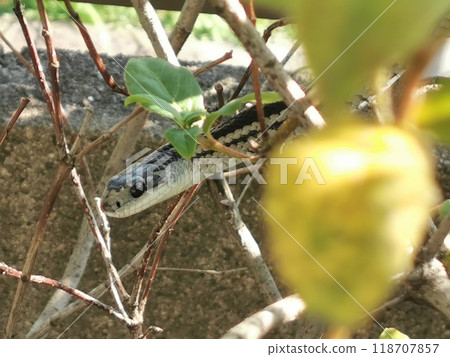 Sideways snake Sideways snake 118707857