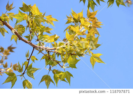 Suzukake Tree (Planet Tree) 118707871