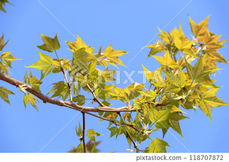 Suzukake Tree (Planet Tree) 118707872