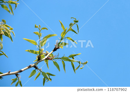 鋸齒橡樹芽發芽 鋸齒橡樹芽發芽 118707902