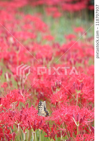 鮮紅色簇孤挺花和燕尾蝴蝶 118707937