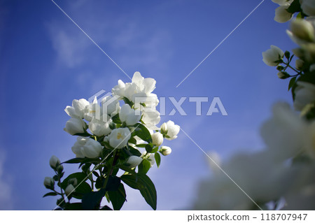 May 24th (2024) The Umehana Utsugi flowers are in full bloom. The fragrance is wafting through the air. The flower language is "elegance," "recollection," and "fragrance." 118707947