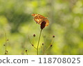A fritillary butterfly and its food plant, the burdock 118708025