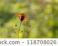 A fritillary butterfly and its food plant, the burdock 118708026