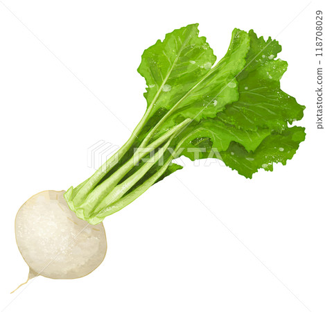 One realistic illustration of a turnip with leaves 118708029