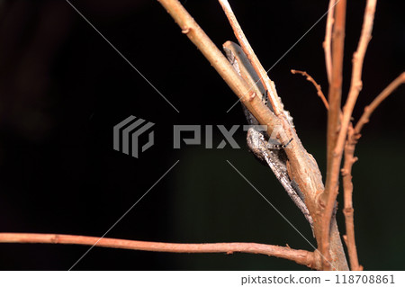 Spawning of the giant geometrie moth, moth, insect, gray, thick 118708861