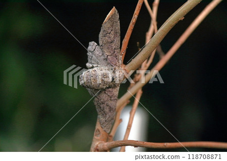 Spawning of the giant geometrie moth, moth, insect, gray, thick 118708871