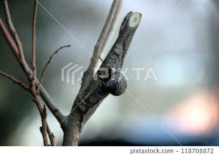 Spawning of the giant geometrie moth, moth, insect, gray, thick 118708872