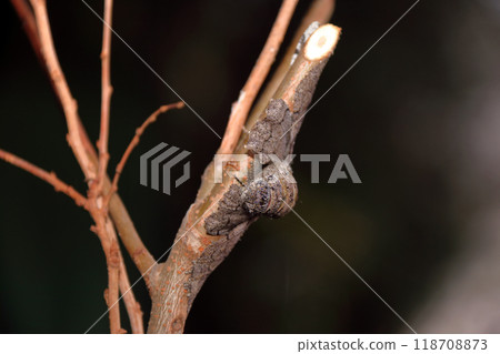 Spawning of the giant geometrie moth, moth, insect, gray, thick 118708873